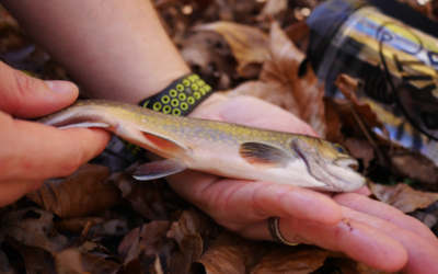 Fall Fishing Opportunities You Don’t Want to Miss!